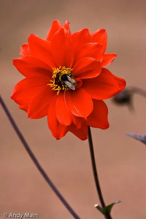 A bee blends into the centre of the flower, proving that nature is the true artist.