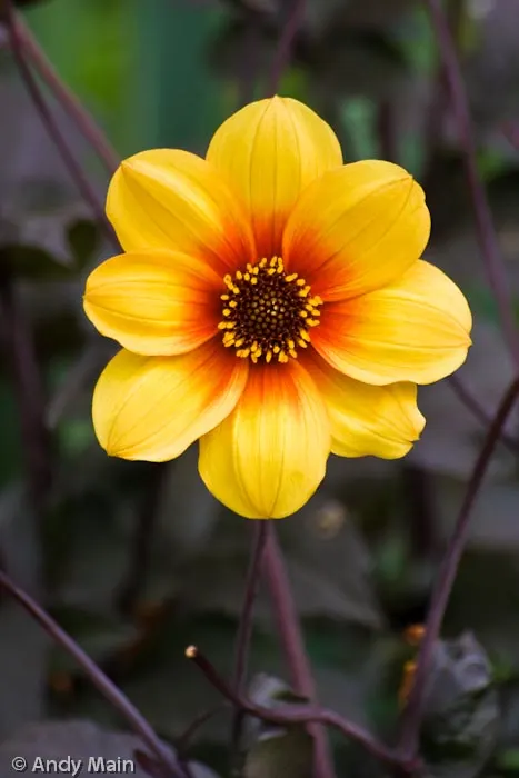 The bright yellow single layer of petals stands out against the contrasting background.