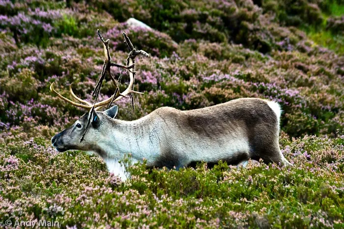 Photograph by Andy Main