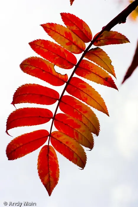 Autumns fire spreads through a Rowan trees frond.