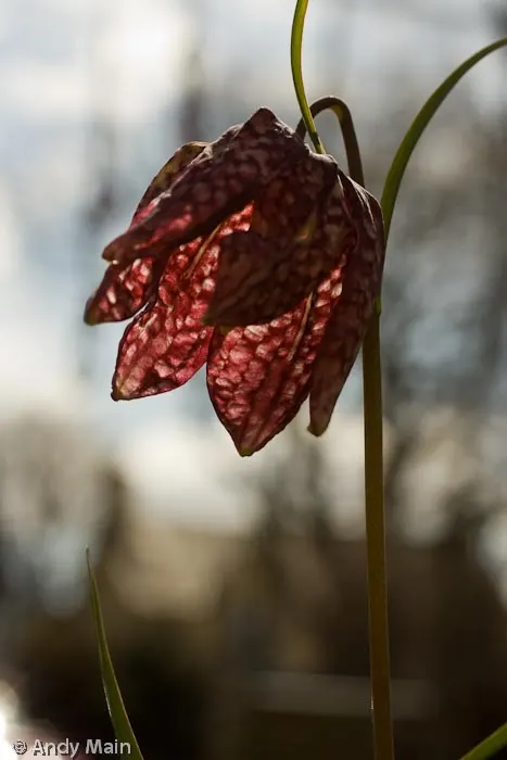 Photograph by Andy Main