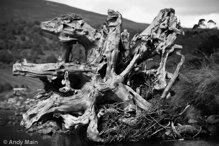 Photograph by Andy Main