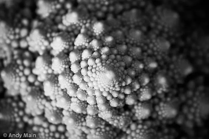 Nature amazes with and infinitely repeating golden mean spiral.