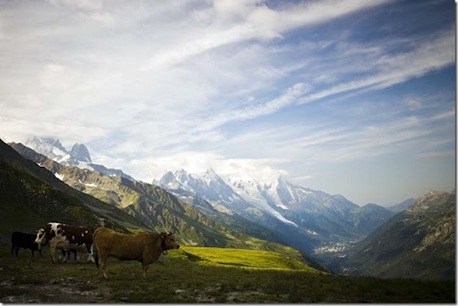 IMG_0420 cows and cham vally copy